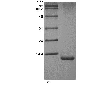 Greater than 98% as determined by SDS-PAGE.Recombinant Human Interleukin-15 (IL15), Active, GMP