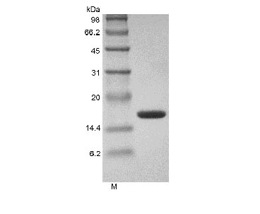 Greater than 98% as determined by SDS-PAGE.Recombinant Human Tumor Necrosis Factor-alpha/TNFSF2 (TNF), Active, GMP