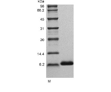 Greater than 98% as determined by SDS-PAGE.Recombinant Human Insulin-like growth factor I (IGF1), Active, GMP