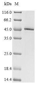 Greater than 85% as determined by SDS-PAGE.Recombinant Human Arylacetamide Deacetylase (AADAC) Protein (His)