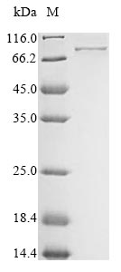 Greater than 85% as determined by SDS-PAGE.Recombinant Meleagris Gallopavo Acrosin (ACR) Protein (MBP&His)