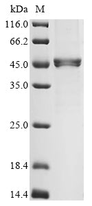 Greater than 90% as determined by SDS-PAGE.Recombinant Human Actin, Alpha Cardiac Muscle 1 (ACTC1) Protein (His)