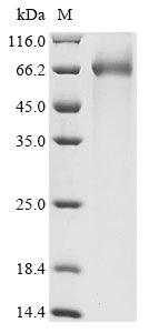 Greater than 90% as determined by SDS-PAGE.