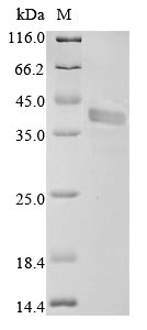 Greater than 90% as determined by SDS-PAGE.Recombinant Mouse Fructose-Bisphosphate Aldolase A (ALDOA) Protein (His)