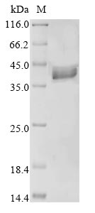 Greater than 90% as determined by SDS-PAGE.