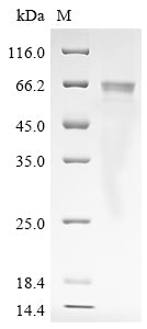 Greater than 85% as determined by SDS-PAGE.
