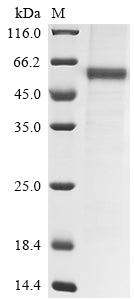 Greater than 85% as determined by SDS-PAGE.