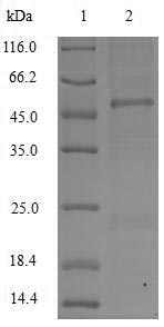 Greater than 85% as determined by SDS-PAGE.Recombinant Cynomolgus Monkey Apolipoprotein C-Iii (APOC3) Protein (MBP&His)