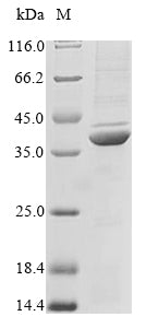 Greater than 85% as determined by SDS-PAGE.Recombinant Mouse Apolipoprotein E (APOE) Protein (His&Myc)