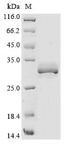 Greater than 85% as determined by SDS-PAGE.Recombinant Rat Asialoglycoprotein Receptor 1 (ASGR1) Protein (His&Myc)