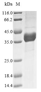 Greater than 85% as determined by SDS-PAGE.