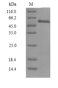 Greater than 90% as determined by SDS-PAGE.Recombinant Human Cyclin-A1 Isoform 2 (CCNA1) Protein (His)