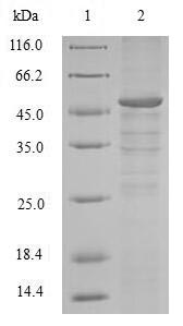 Greater than 90% as determined by SDS-PAGE.Recombinant Human G2/Mitotic-Specific Cyclin-B1 (CCNB1) Protein (His&Myc)