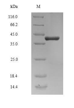Greater than 90% as determined by SDS-PAGE.Recombinant Human Cyclin-K (CCNK) Protein (His)
