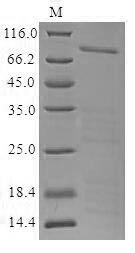 Greater than 85% as determined by SDS-PAGE.Recombinant Human Centromere Protein F (CENPF) Protein (MBP&His)