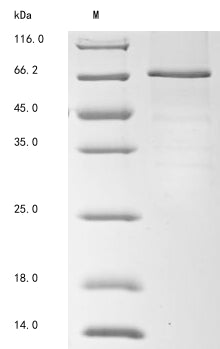 Greater than 85% as determined by SDS-PAGE.Recombinant Mouse Complement Factor I (CFI) Protein (His&Myc)