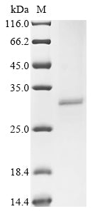 Greater than 90% as determined by SDS-PAGE.Recombinant Human Acetylcholine Receptor Subunit Alpha (CHRNA1) Protein (His)