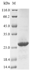 Greater than 85% as determined by SDS-PAGE.Recombinant Human Neuronal Acetylcholine Receptor Subunit Alpha-3 (CHRNA3) Protein (His)