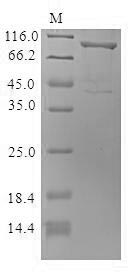Greater than 85% as determined by SDS-PAGE.Recombinant Mouse Cytoskeleton-Associated Protein 4 (CKAP4) Protein (MBP&His)