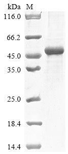 Greater than 85% as determined by SDS-PAGE.Recombinant Human Collagen alpha-2 (COL4A2) Protein (His)