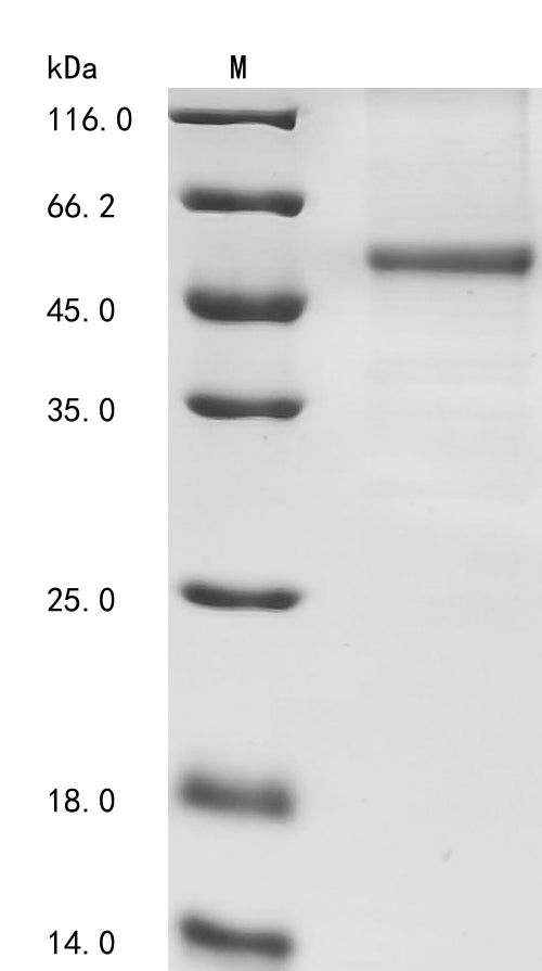 Greater than 85% as determined by SDS-PAGE.Recombinant Mouse Creb/Atf Bzip Transcription Factor (CREBZF) Protein (His)