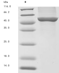 Greater than 90% as determined by SDS-PAGE.Recombinant Mycobacterium Tuberculosis Lanosterol 14-Alpha Demethylase (CYP51) Protein (His&Myc)