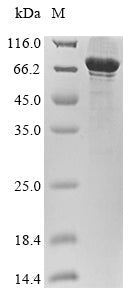 Greater than 85% as determined by SDS-PAGE.Recombinant Human Atp-Dependent Rna Helicase Ddx3X (DDX3X) Protein (His&Myc)