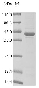 Greater than 85% as determined by SDS-PAGE.Recombinant Mouse Dihydroorotate dehydrogenase (DHODH) Protein (His)