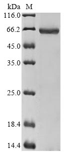 Greater than 85% as determined by SDS-PAGE.Recombinant Human Desmoglein-3 (DSG3) Protein (His&Myc)