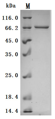 Greater than 95% as determined by SDS-PAGE.Recombinant Human Desmoglein-3 (DSG3) Protein (His), Active