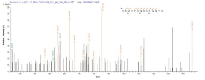 Based on the SEQUEST from database of Baculovirus host and target protein, the LC-MS/MS Analysis result of this product could indicate that this peptide derived from Baculovirus-expressed Mus musculus (Mouse) Dsg3.Recombinant Mouse Desmoglein-3 (DSG3) Protein (His)