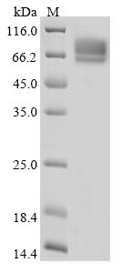 Greater than 85% as determined by SDS-PAGE.Recombinant Mouse Desmoglein-3 (DSG3) Protein (His)
