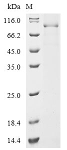 Greater than 85% as determined by SDS-PAGE.Recombinant Mouse Desmoglein-3 (DSG3) Protein (hFc)