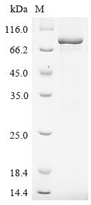 Greater than 85% as determined by SDS-PAGE.Recombinant Mouse Desmoglein-3 (DSG3) Protein (sumostar&His)