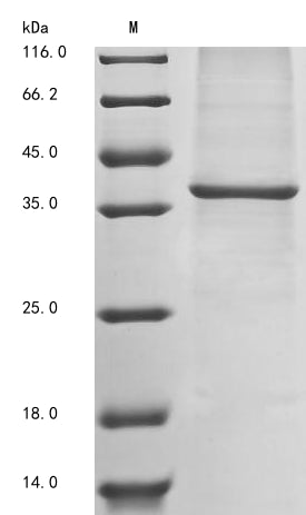 Greater than 85% as determined by SDS-PAGE.