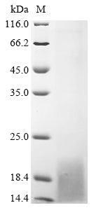 Greater than 85% as determined by SDS-PAGE.Recombinant Human Enamelin (ENAM) Protein (His)