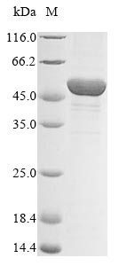 Greater than 85% as determined by SDS-PAGE.Recombinant Human Alpha-Enolase (ENO1) Protein (His&Myc)