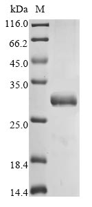 Greater than 90% as determined by SDS-PAGE.