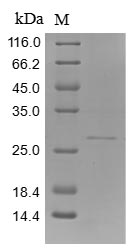 Greater than 90% as determined by SDS-PAGE.Recombinant Human Filaggrin (FLG) Protein (His)