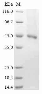 Greater than 85% as determined by SDS-PAGE.Recombinant Human Receptor-Type Tyrosine-Protein Kinase Flt3 (FLT3) Protein (His)