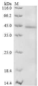 Greater than 90% as determined by SDS-PAGE.Recombinant Human Receptor-Type Tyrosine-Protein Kinase Flt3 (FLT3) Protein (His)