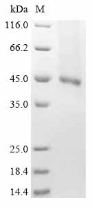 Greater than 85% as determined by SDS-PAGE.Recombinant Human Receptor-Type Tyrosine-Protein Kinase Flt3 (FLT3) Protein (His)