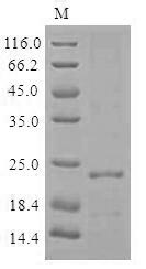 Greater than 85% as determined by SDS-PAGE.Recombinant Helicobacter Pylori Bacterial Non-Heme Ferritin (FTNA) Protein (His)