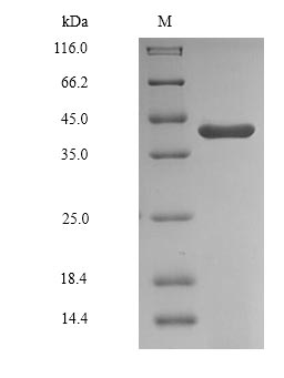 Greater than 85% as determined by SDS-PAGE.Recombinant Human Glyceraldehyde-3-Phosphate Dehydrogenase, Testis-Specific (GAPDHS) Protein (His)