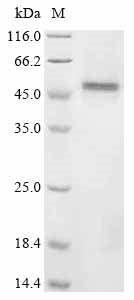 Greater than 85% as determined by SDS-PAGE.Recombinant Mouse Glial Fibrillary Acidic Protein (GFAP)