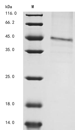 Greater than 85% as determined by SDS-PAGE.Recombinant Mouse Gdnf Family Receptor Alpha-1 (GFRA1) Protein (His)