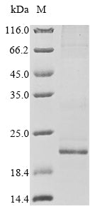Greater than 85% as determined by SDS-PAGE.Recombinant Human Gap Junction Alpha-1 Protein (GJA1) Protein (His)