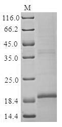 Greater than 85% as determined by SDS-PAGE.Recombinant Rat Glucagon-Like Peptide 1 Receptor (GLP1R) Protein (His)