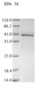 Greater than 85% as determined by SDS-PAGE.Recombinant Mouse Guanine nucleotide-binding protein G (GNAI2) Protein (His&Myc)