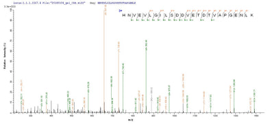 Based on the SEQUEST from database of Baculovirus host and target protein, the LC-MS/MS Analysis result of this product could indicate that this peptide derived from Baculovirus-expressed Homo sapiens (Human) parvovirus B19 (isolate AU) GSPT1.Recombinant Human Eukaryotic Peptide Chain Release Factor Gtp-Binding Subunit Erf3A (GSPT1) Protein (MBP&His)